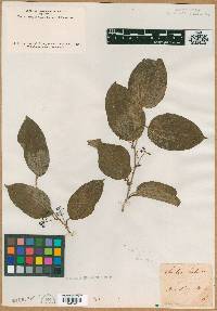 Smilax herbacea image