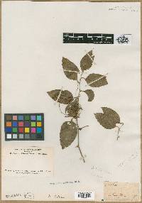 Smilax walteri image