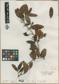 Smilax laurifolia image