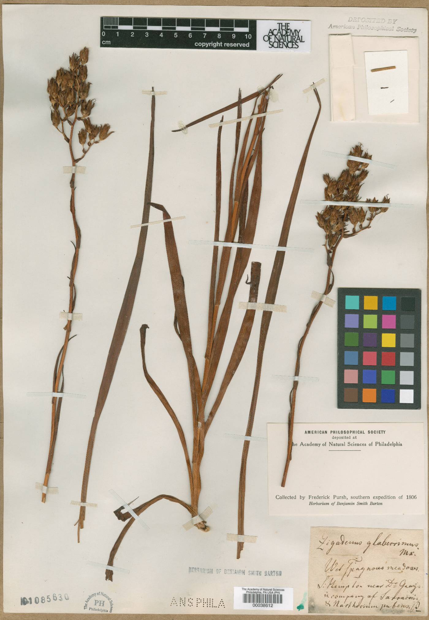 Zigadenus glaberrimus image
