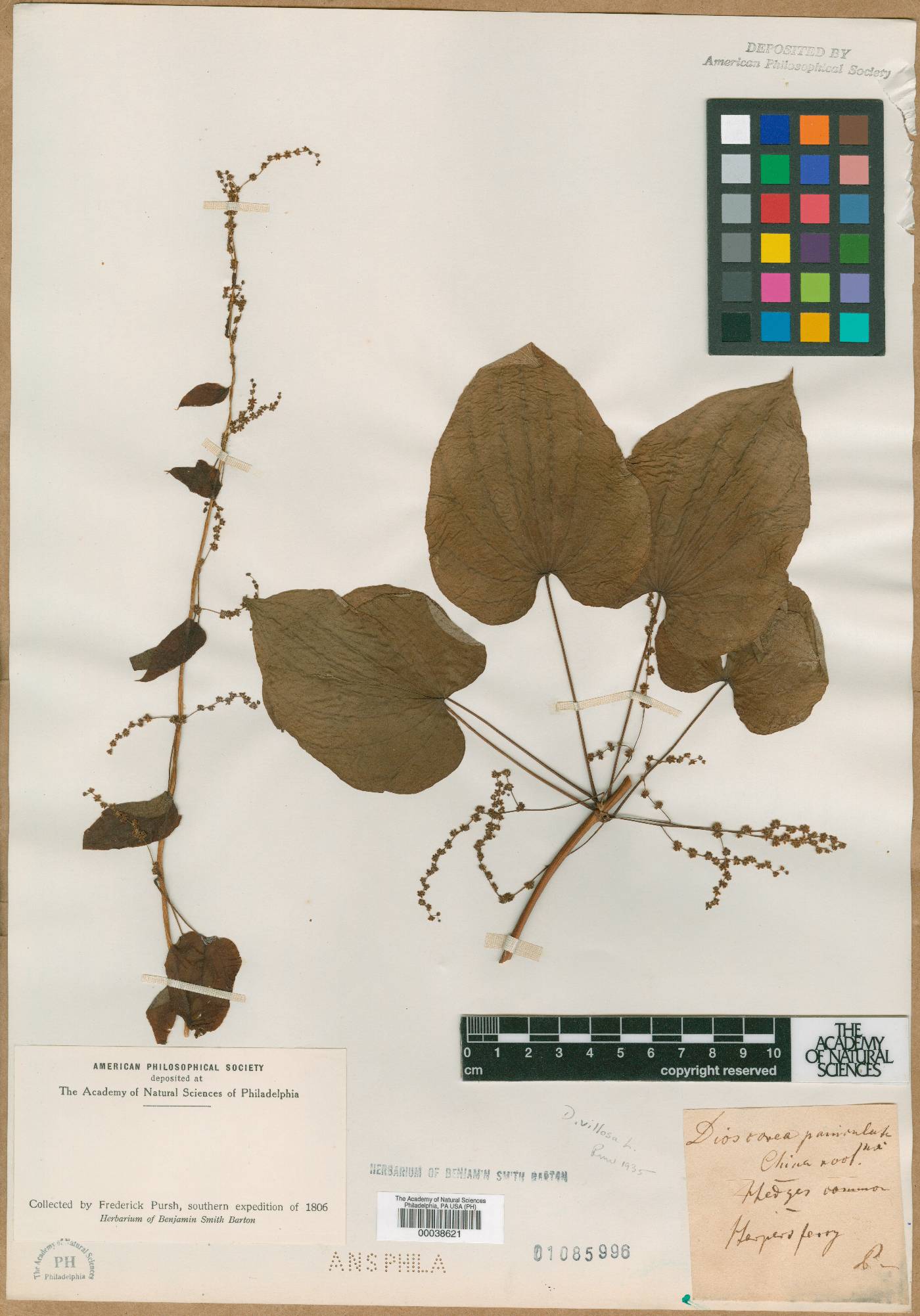 Dioscorea paniculata image