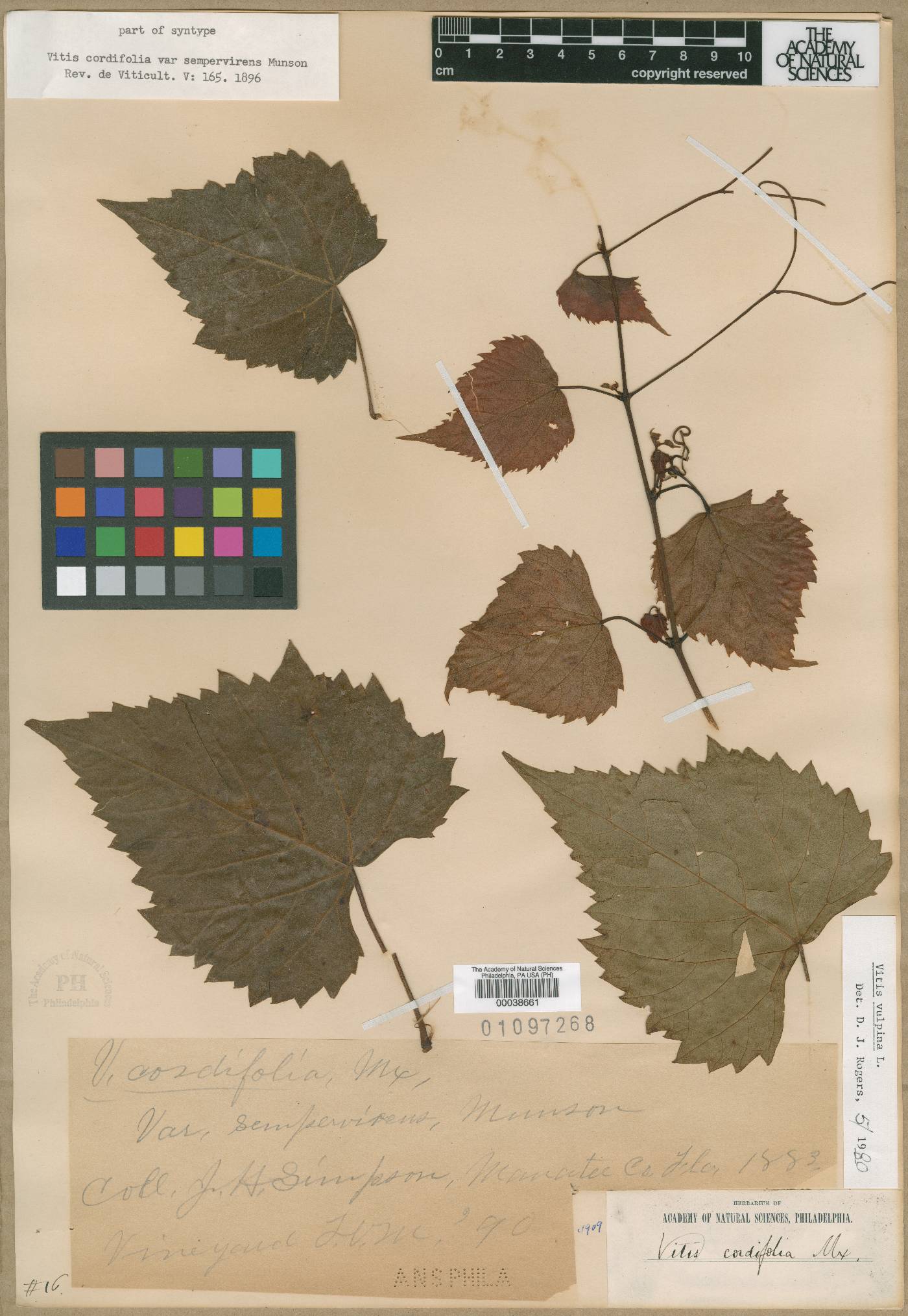 Vitis cordifolia var. sempervirens image