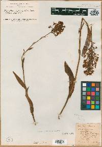 Orchis ciliaris image