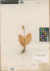Malaxis liliifolia image