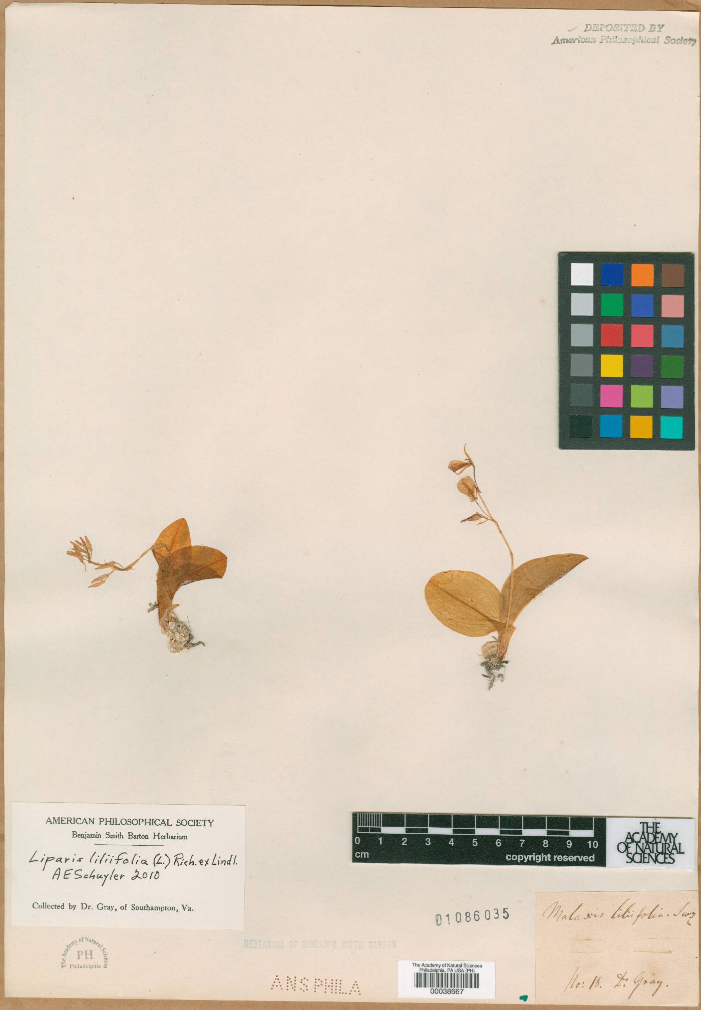 Malaxis liliifolia image