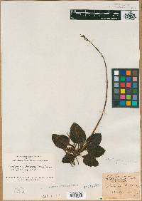 Image of Satyrium repens