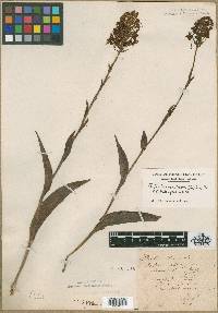Orchis ciliaris image
