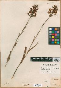Orchis ciliaris image