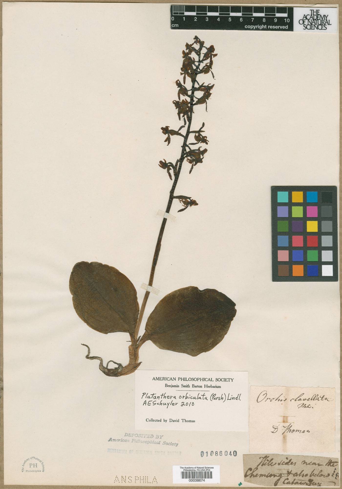 Orchis clavellata image