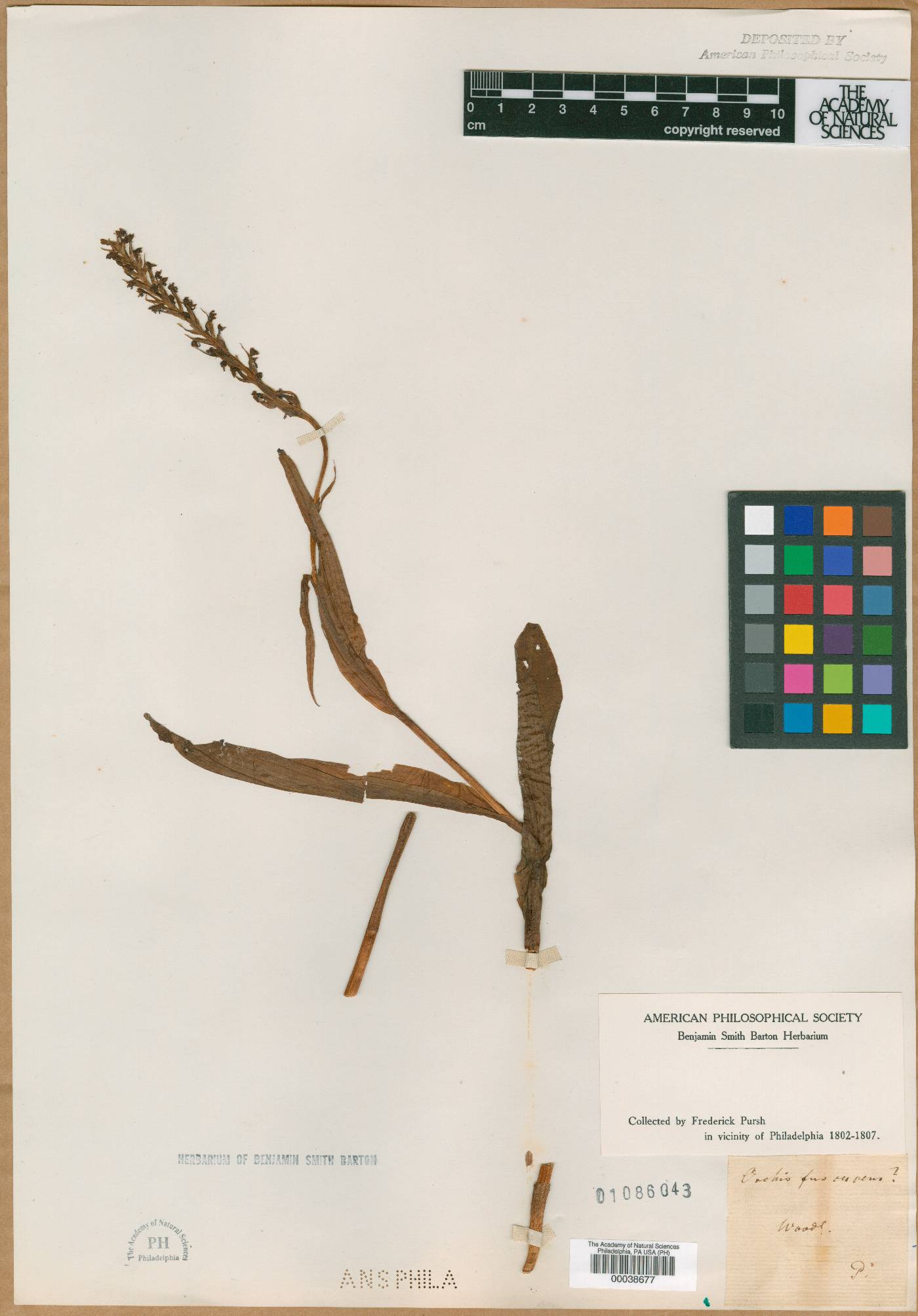 Orchis fuscescens image