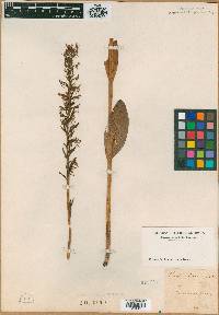 Image of Orchis lacera
