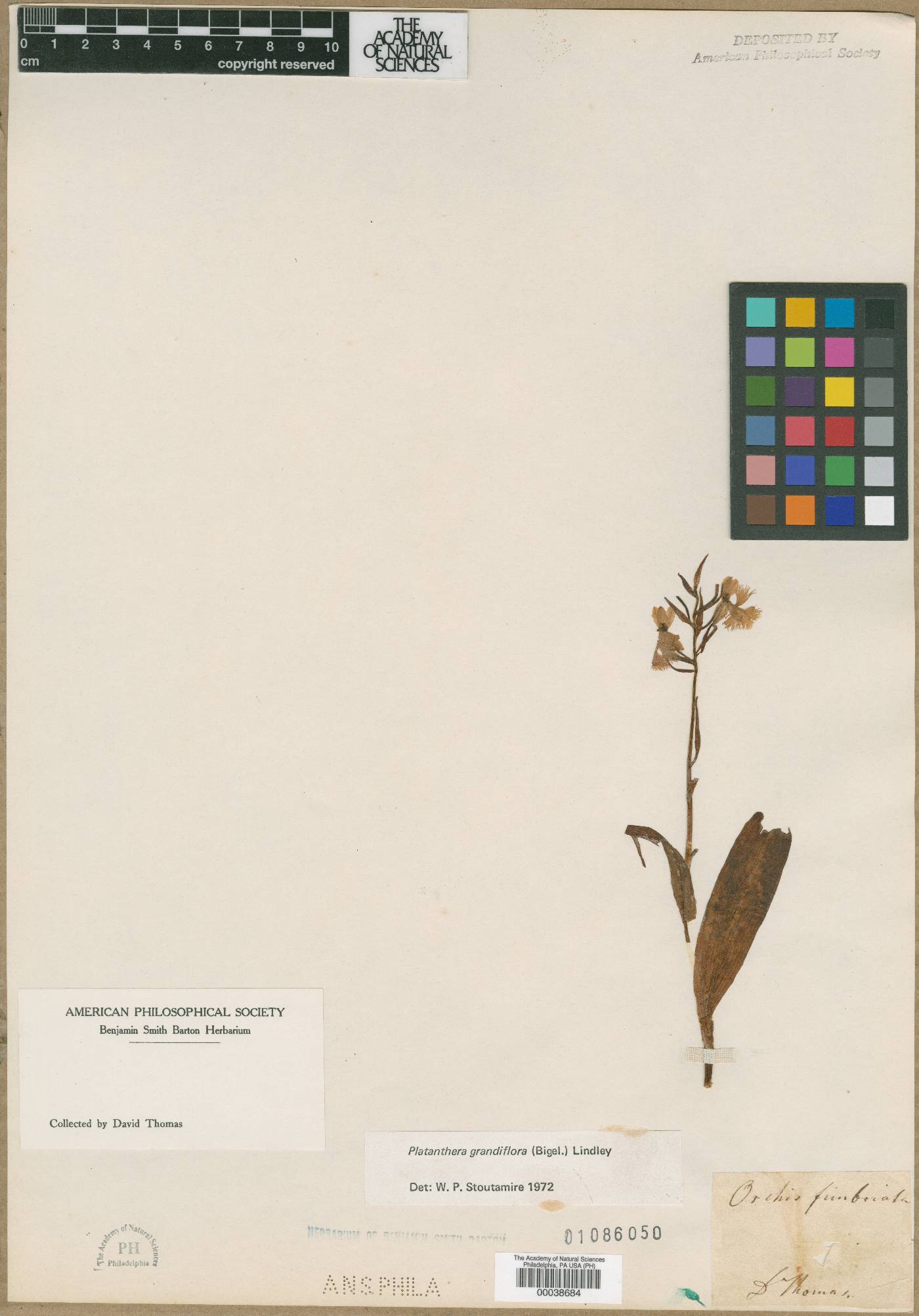 Orchis fimbriata image