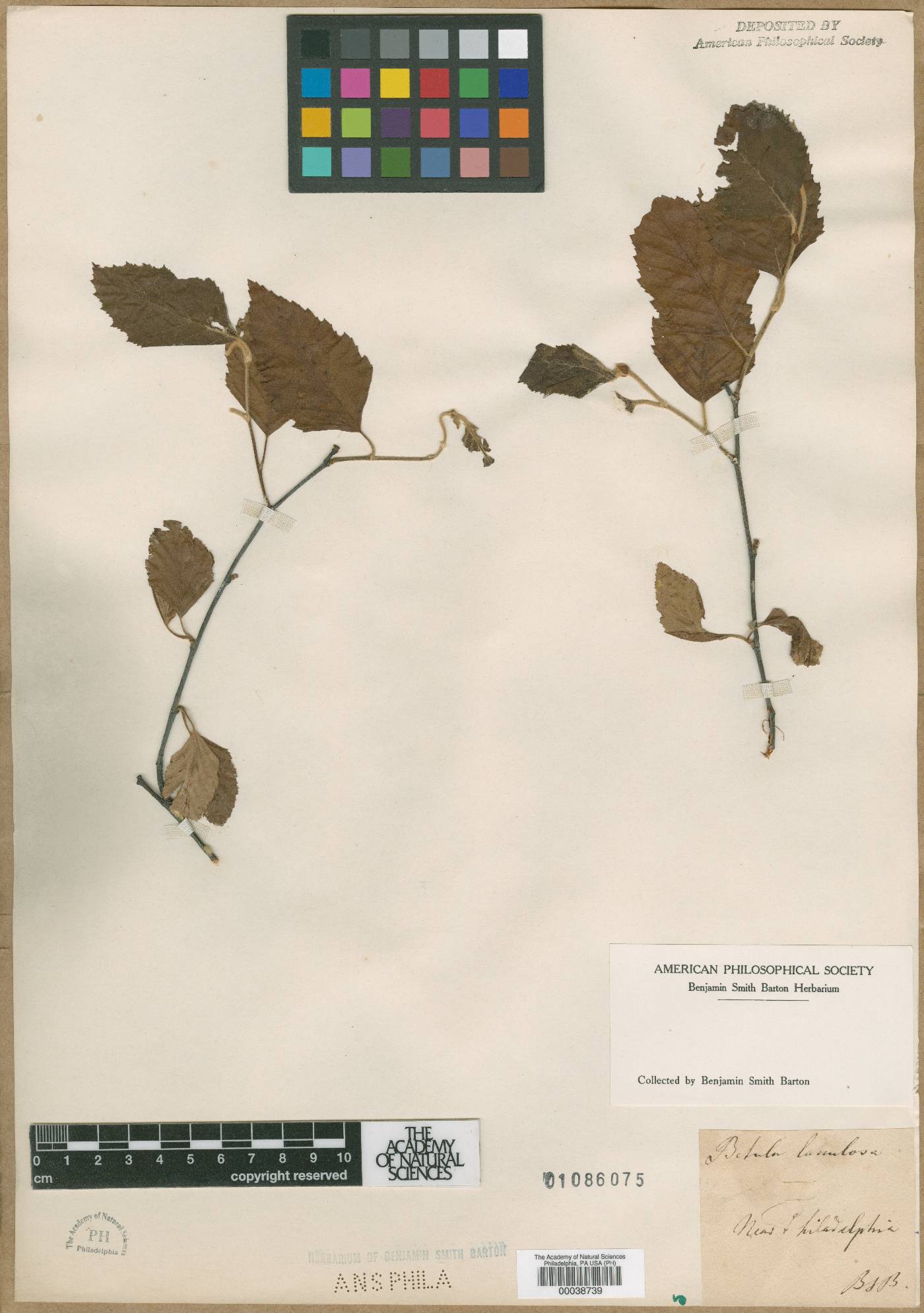 Betula lanulosa image