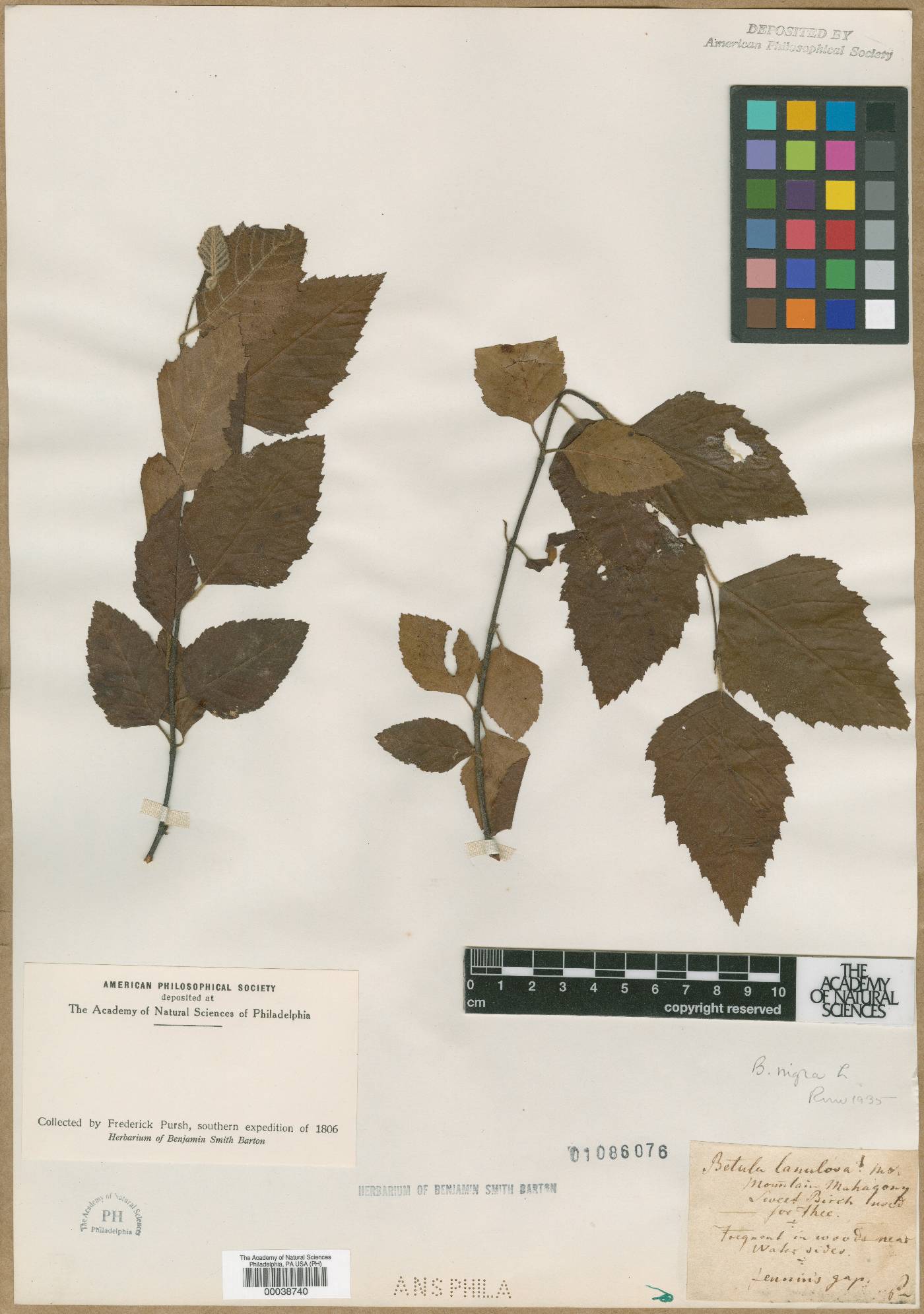 Betula lanulosa image