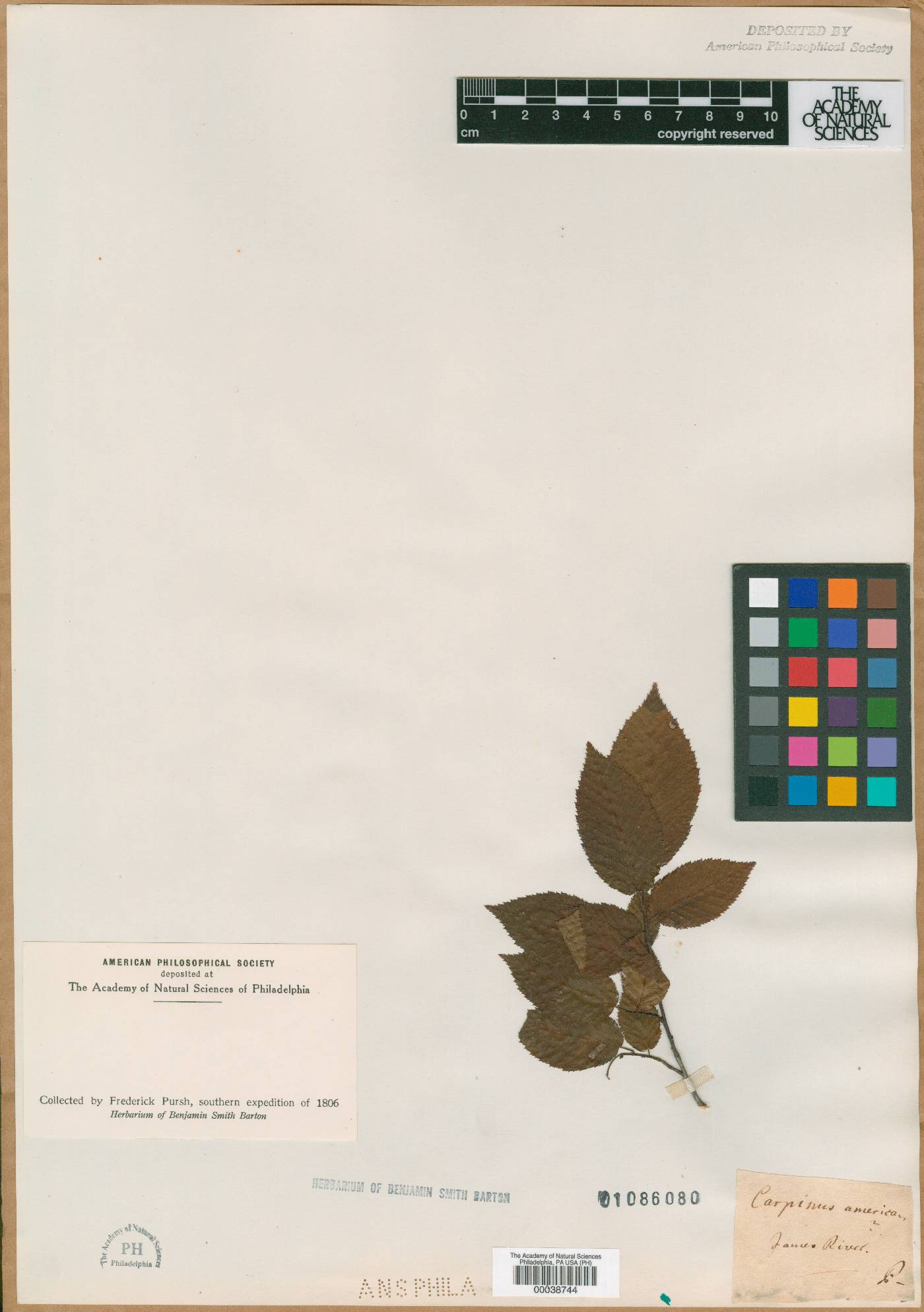 Carpinus americana image