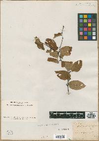 Image of Betula carpinifolia