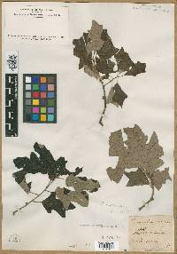 Image of Quercus banisteri