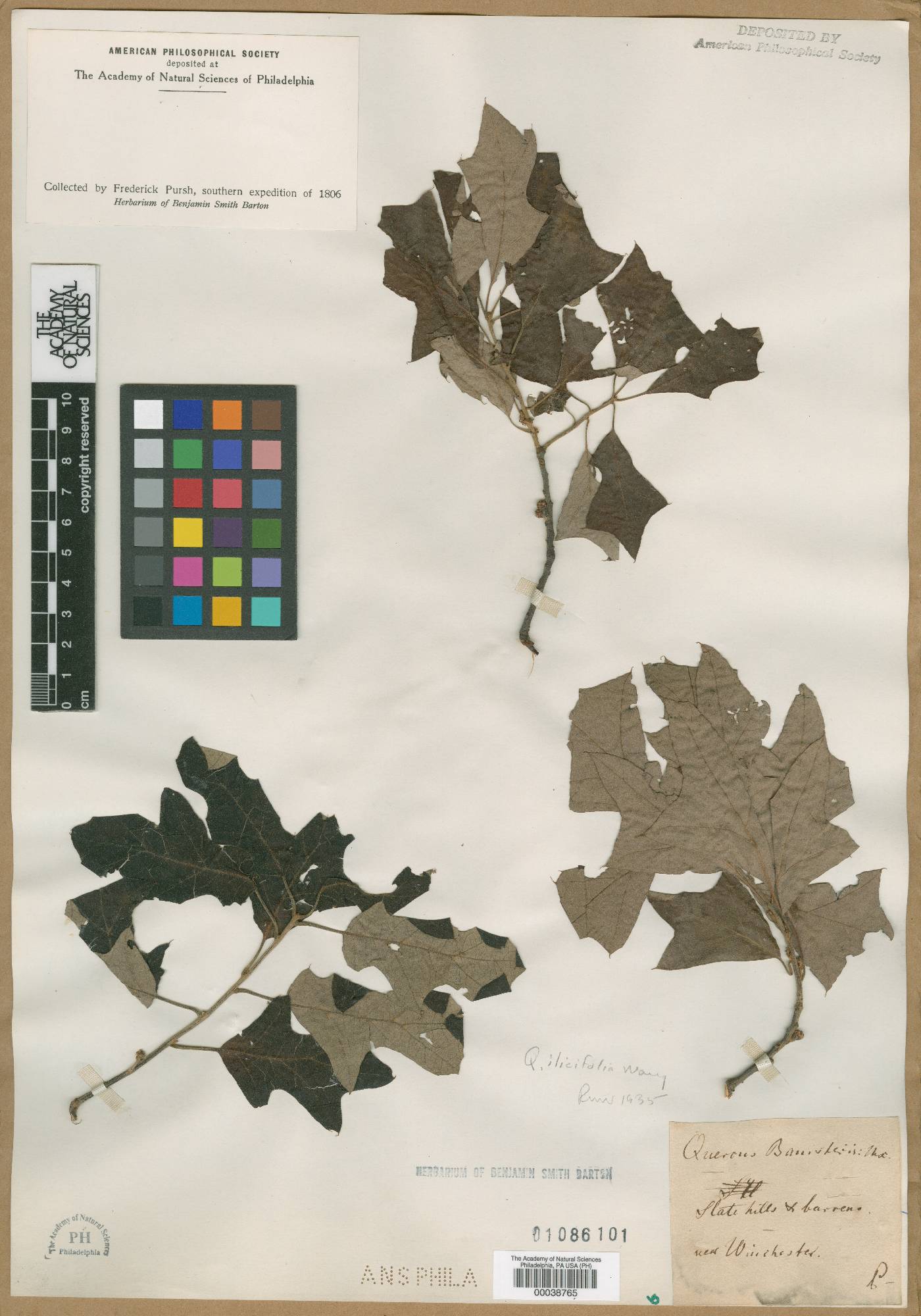 Quercus banisteri image