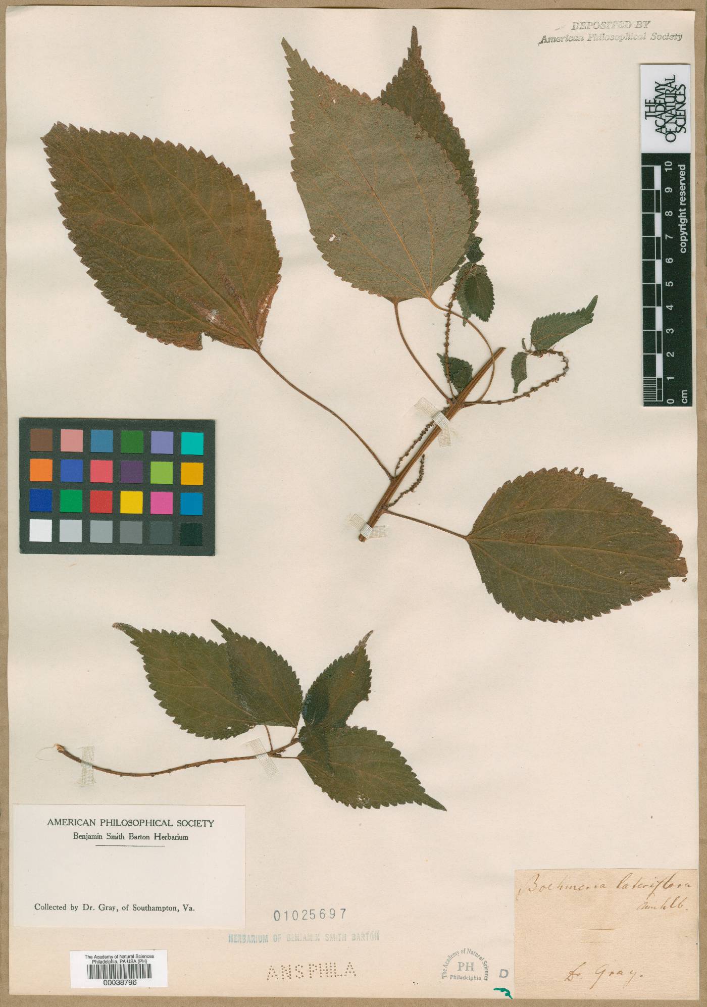 Boehmeria lateriflora image