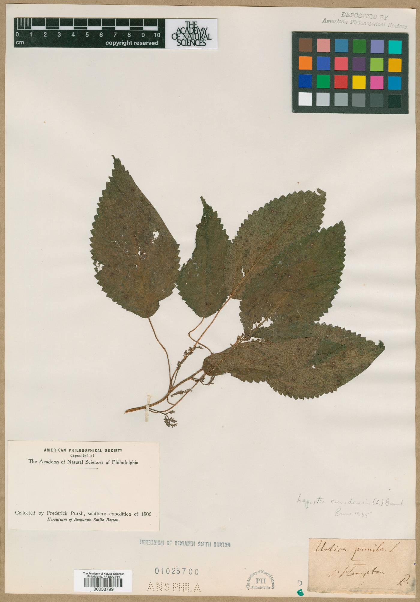 Urtica pumila image