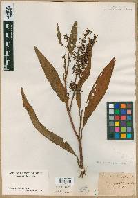 Rumex verticillatus image