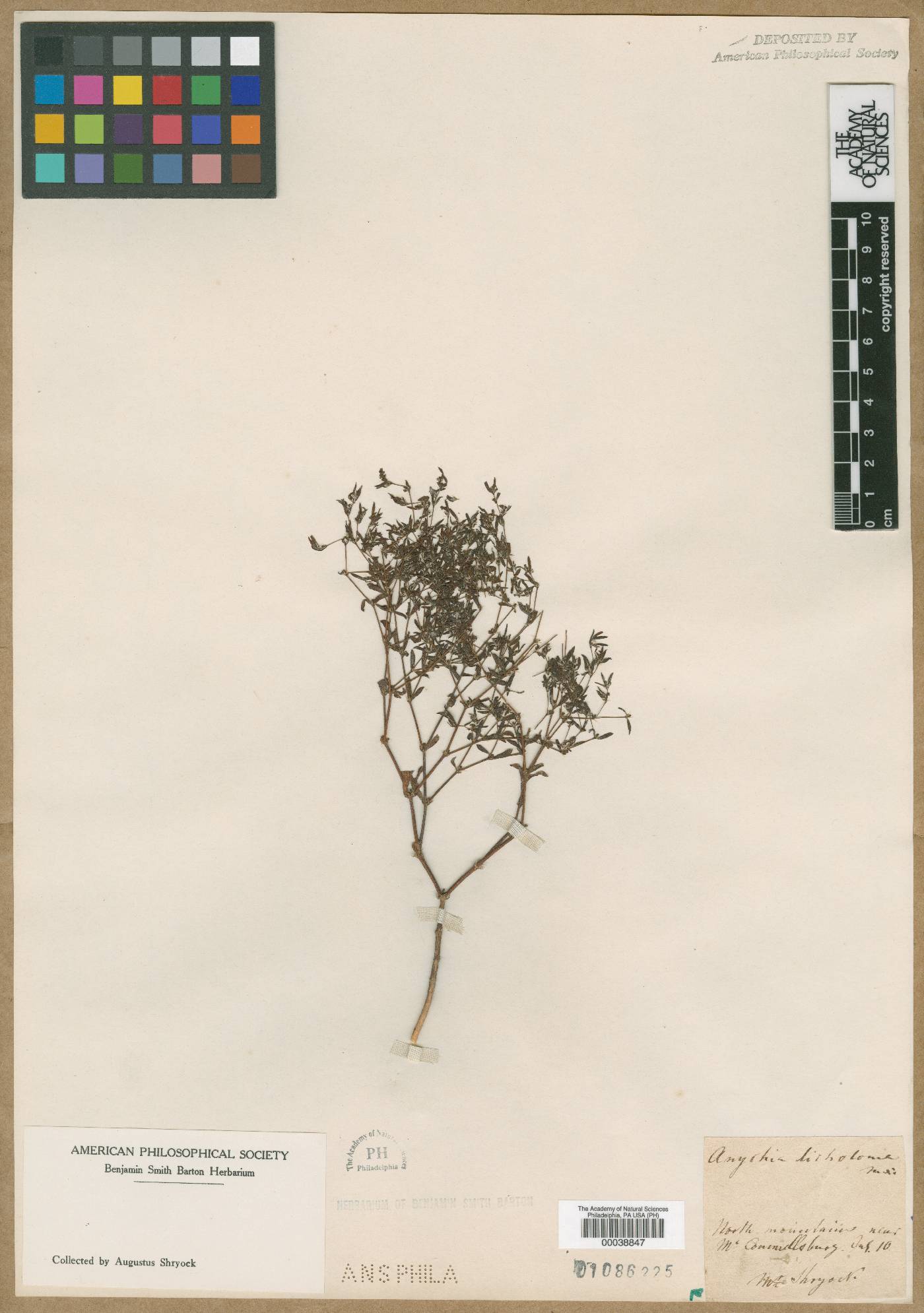 Anychia dichotoma image