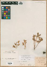 Delphinium tricorne image