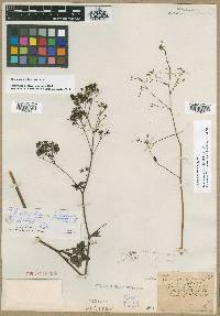 Image of Thalictrum altissimum