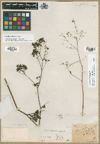 Thalictrum altissimum image