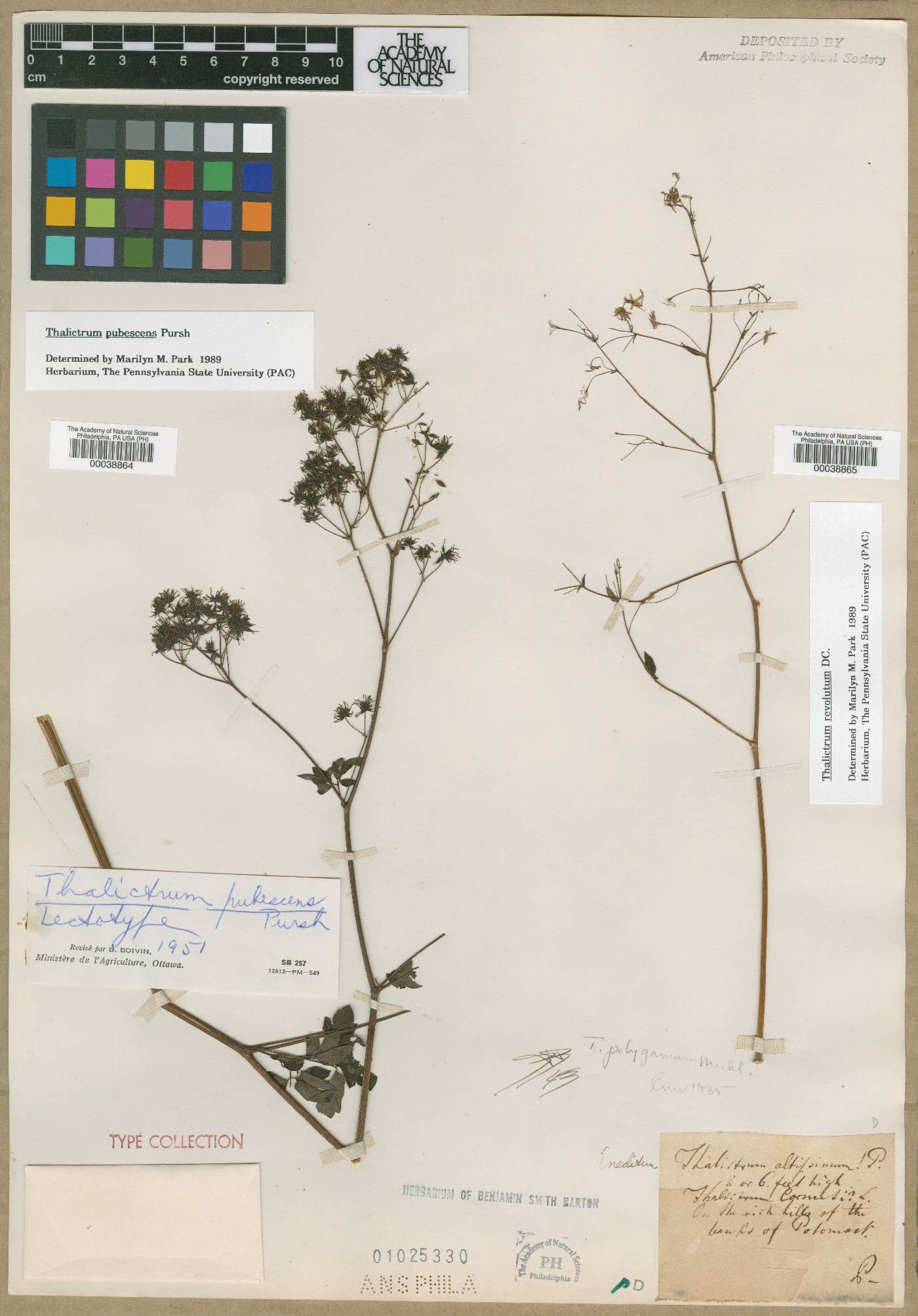 Thalictrum altissimum image