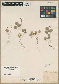 Coptis trifolia subsp. trifolia image