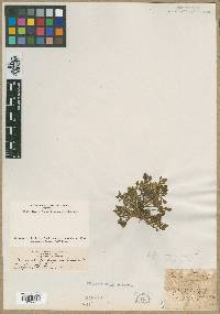 Image of Ranunculus acaulis