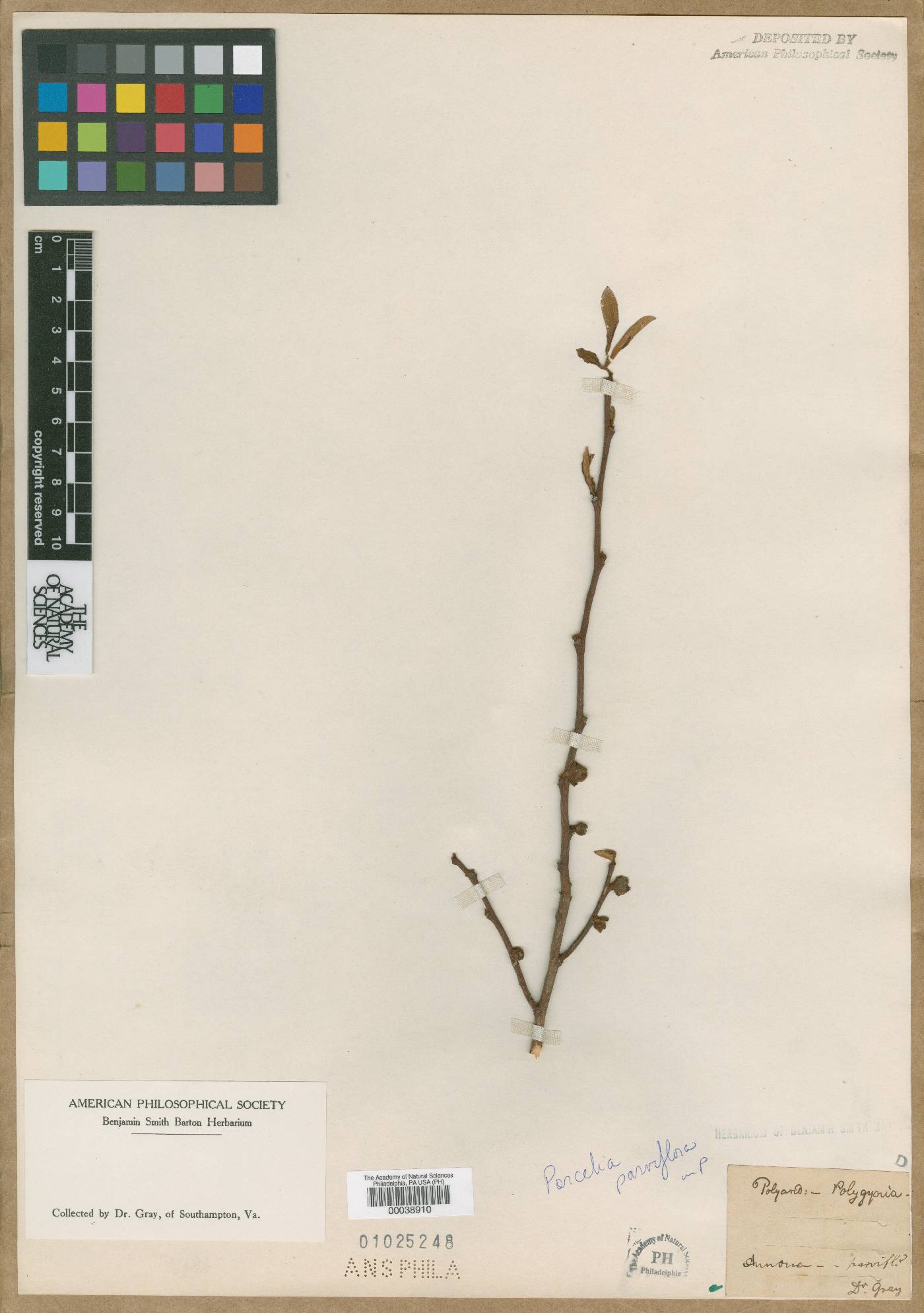 Porcelia parviflora image