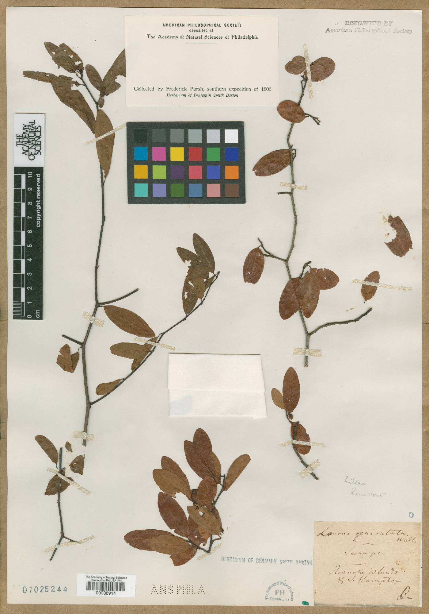 Litsea aestivalis image