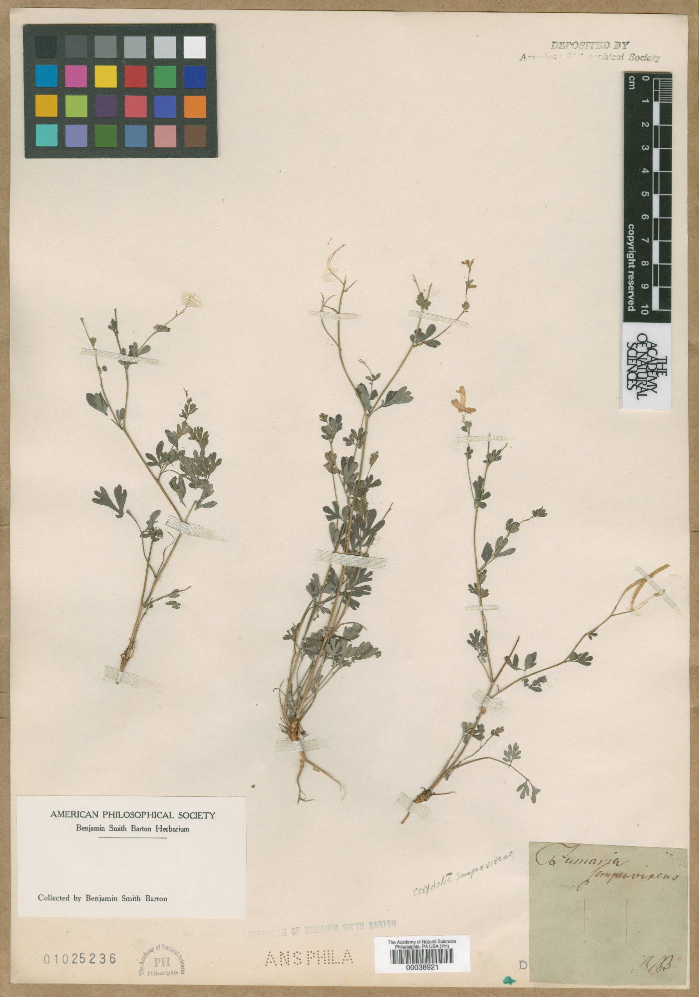 Fumaria sempervirens image