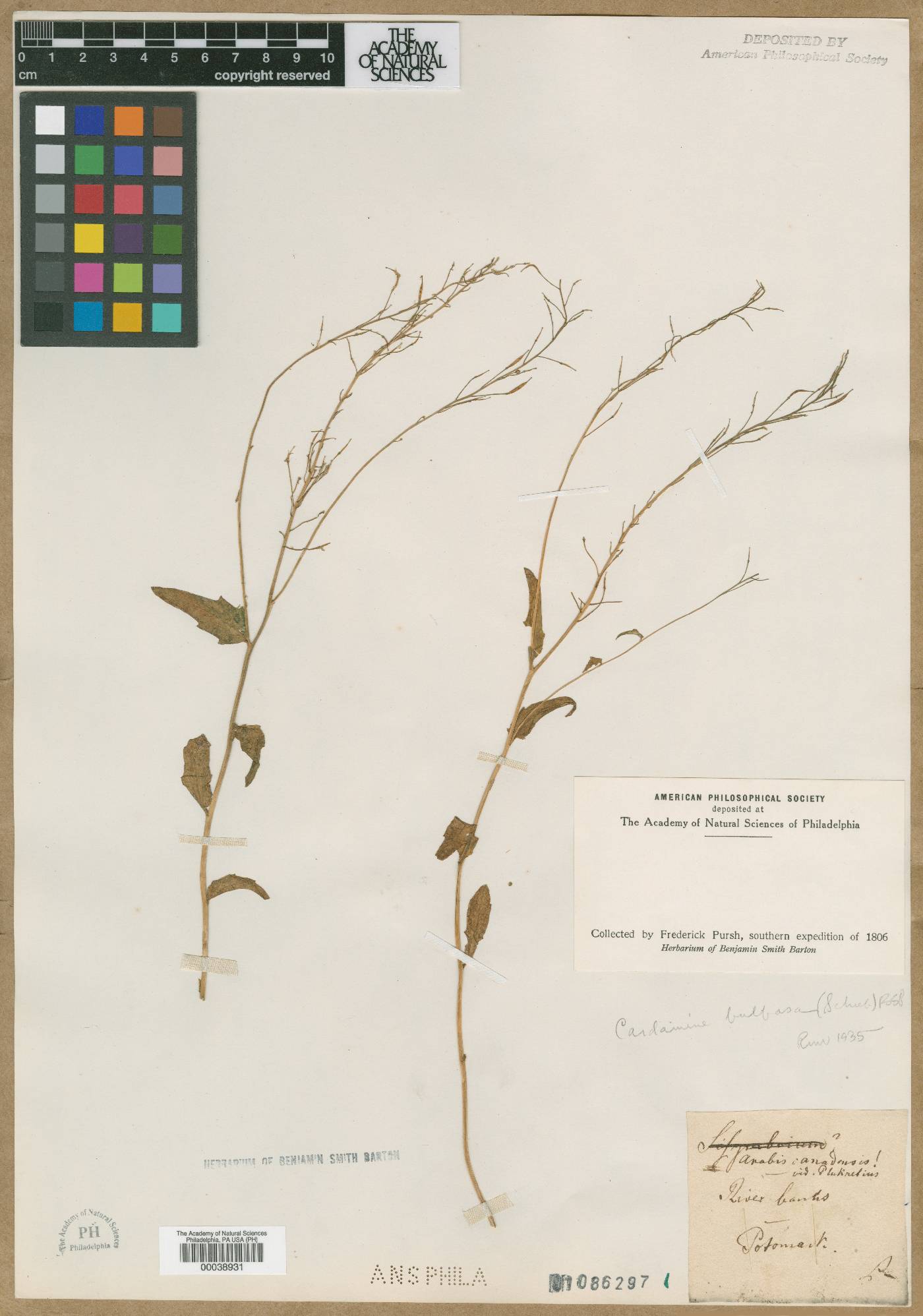 Borodinia canadensis image