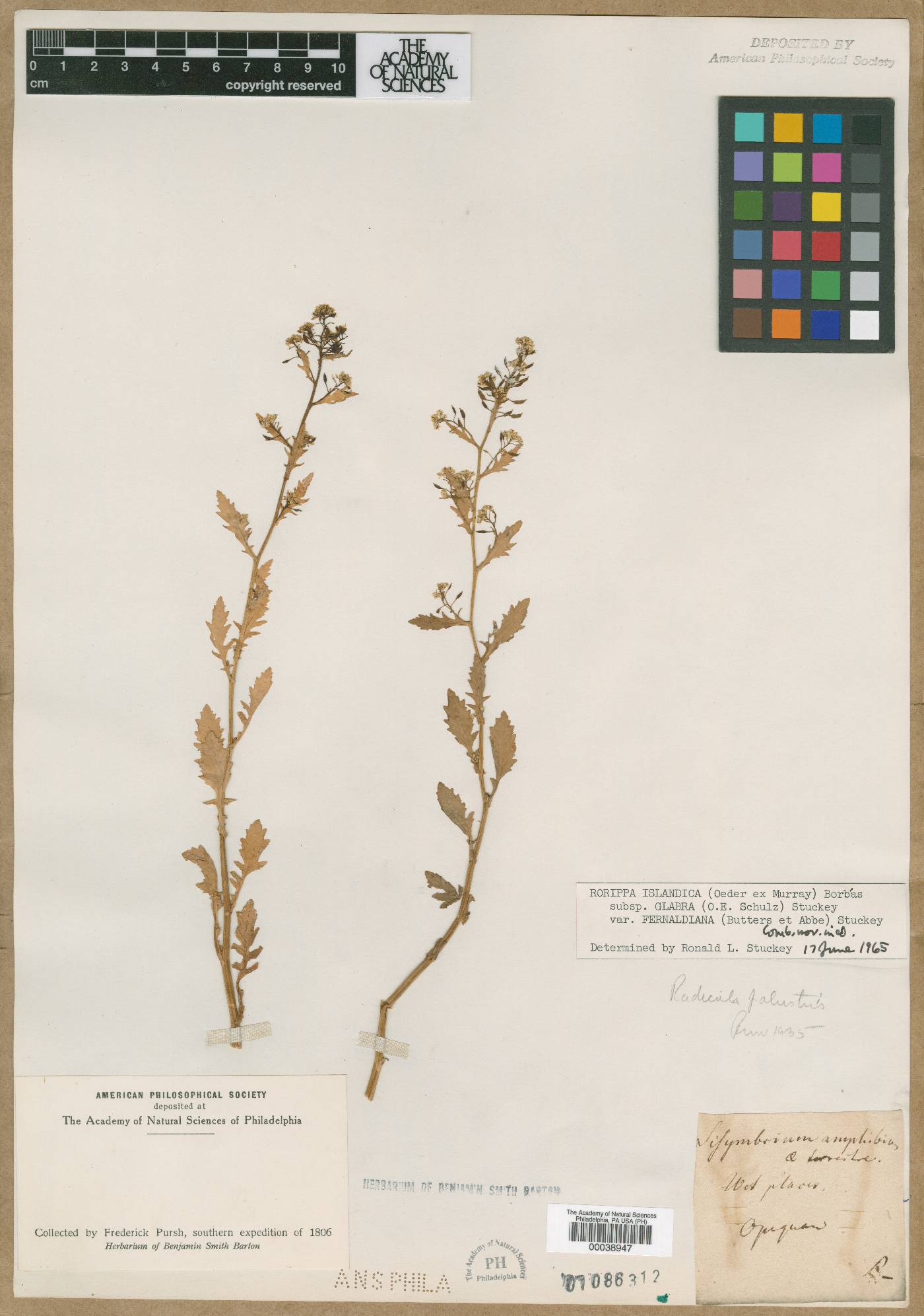 Sisymbrium amphibium image