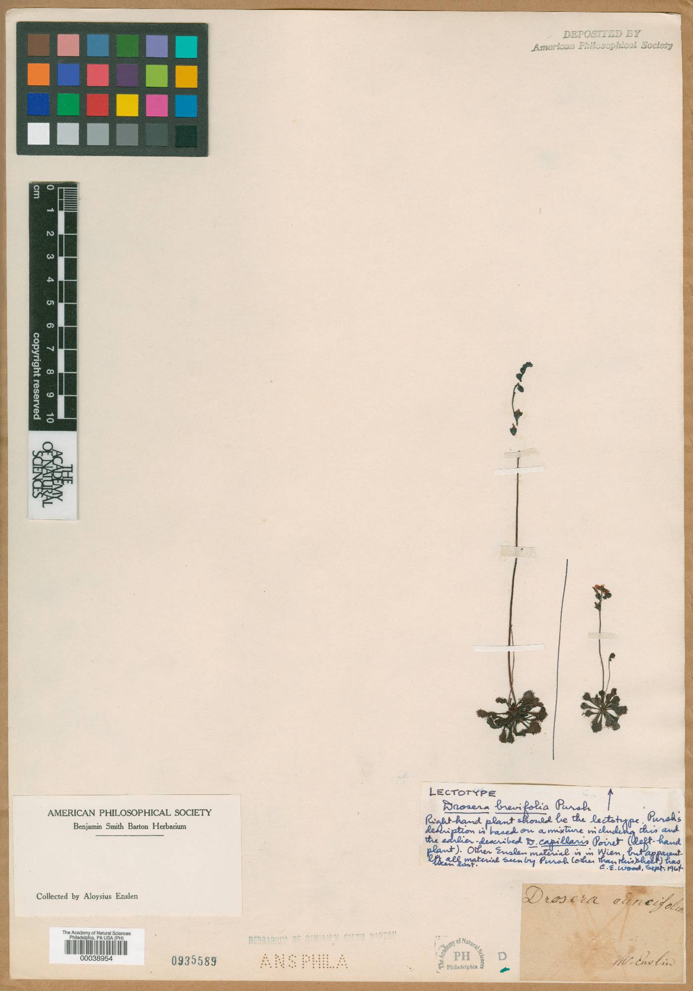 Drosera cuneifolia image