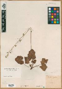 Heuchera pubescens image