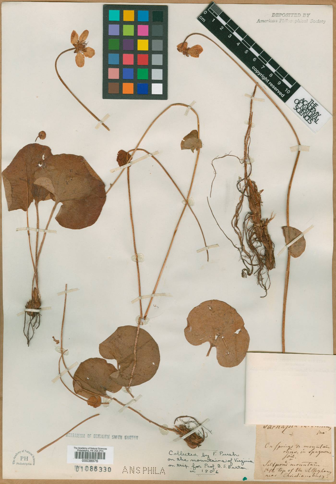 Parnassia caroliniana image