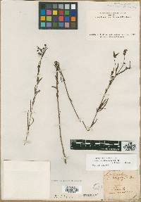 Image of Lysimachia heterophylla