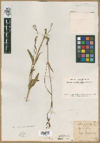 Silene viridiflora image