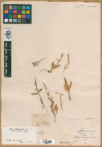 Silene quinquevulnera image