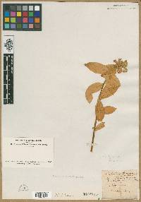 Stellaria puber image