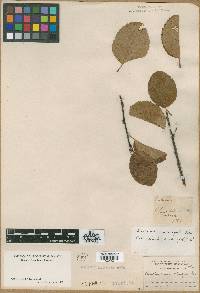 Amelanchier rotundifolia image