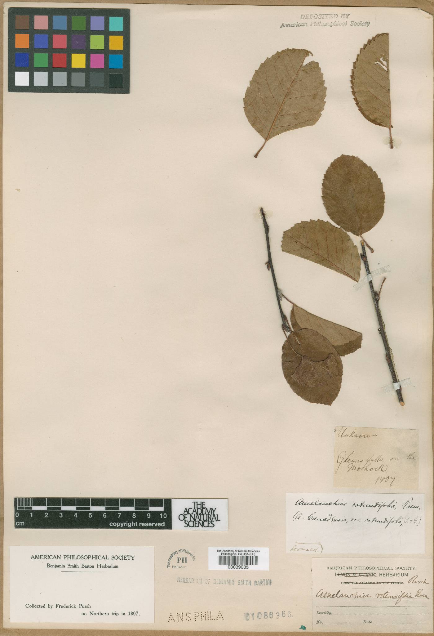 Amelanchier rotundifolia image