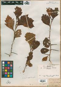 Crataegus punctata image