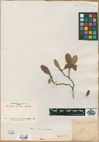 Aronia arbutifolia image