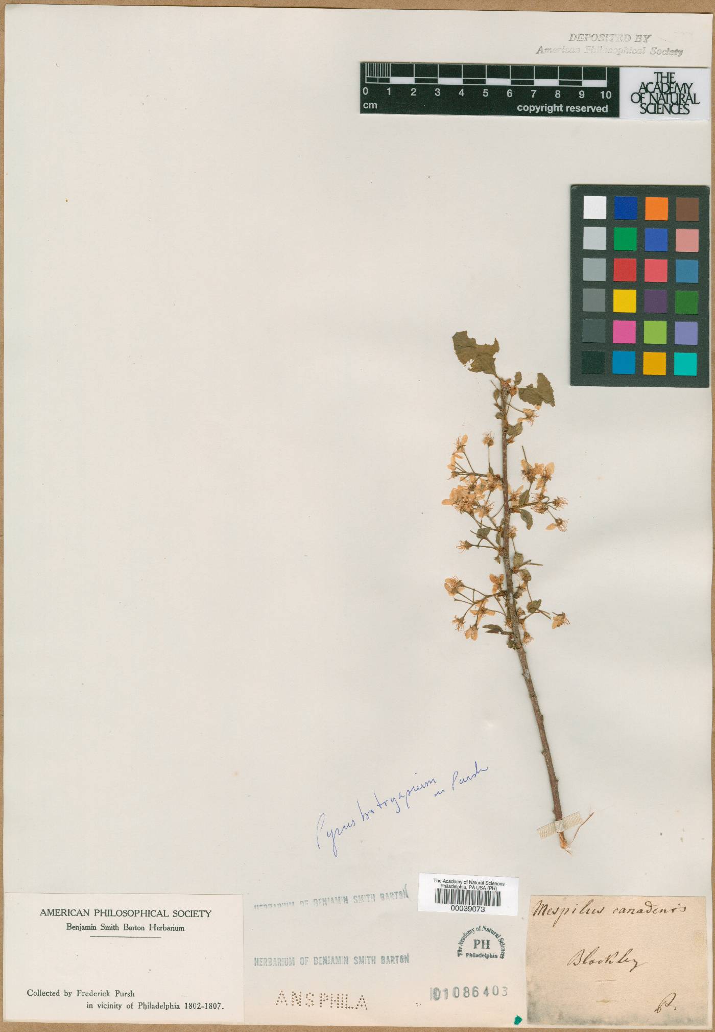 Amelanchier canadensis var. canadensis image
