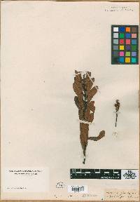 Media resource of Mespilus glandulosa